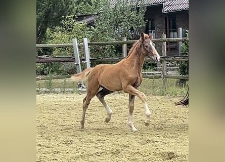 Hannoveraner, Hengst, Fohlen (04/2025), Dunkelfuchs