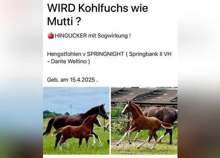 Hannoveraner, Hengst, Fohlen (04/2025), Dunkelfuchs