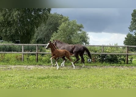 Hannoveraner, Hengst, , Dunkelfuchs