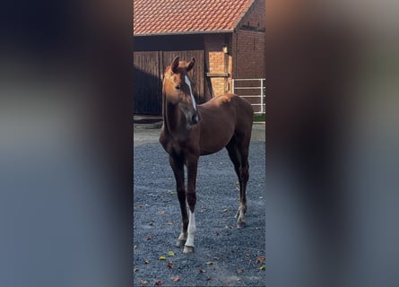 Hannoveraner, Hengst, Fohlen (04/2026), Dunkelfuchs