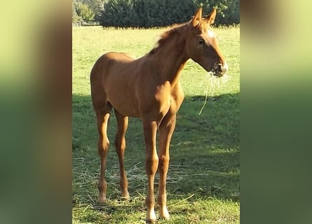Hannoveraner, Hengst, Fohlen (05/2023), Fuchs