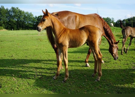 Hannoveraner, Hengst, Fohlen (06/2025), Fuchs