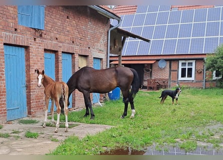 Hannoveraner, Hengst, Fohlen (06/2024), Fuchs