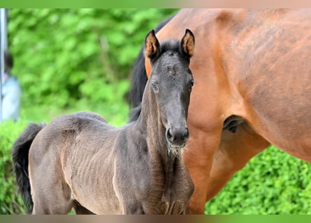 Hannoveraner, Hengst, , Rappe