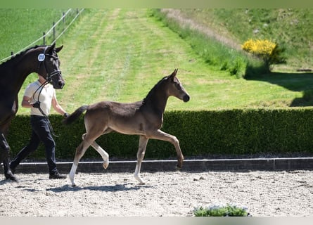 Hannoveraner, Hengst, Fohlen (01/2026), Rappe