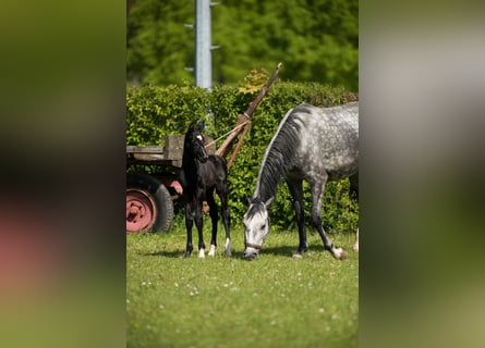 Hannoveraner, Hengst, Fohlen (04/2026), Rappe