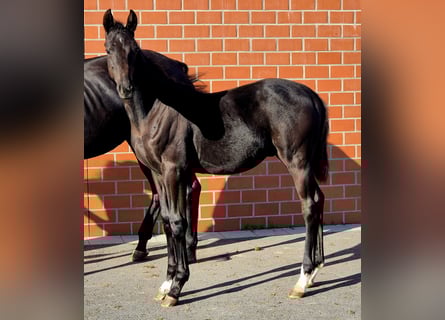 Hannoveraner, Hengst, Fohlen (05/2025), Rappe