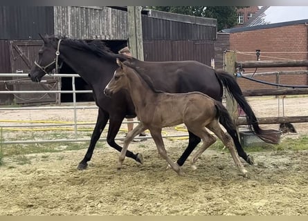 Hannoveraner, Hengst, Fohlen (05/2025), Rappe