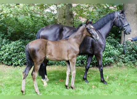 Hannoveraner, Hengst, Fohlen (05/2025), Rappe