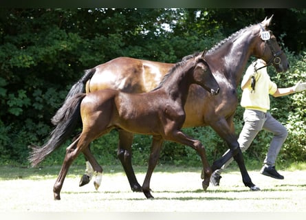 Hannoveraner, Hengst, Fohlen (05/2024), Rappe