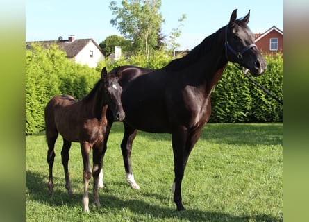 Hannoveraner, Hengst, Fohlen (05/2025), Rappe