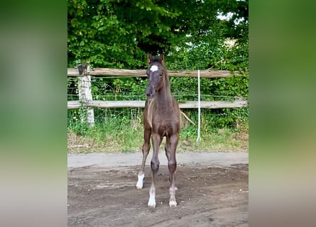 Hannoveraner, Hengst, Fohlen (05/2025), Rappe