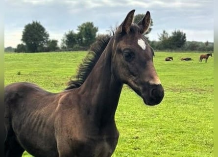 Hannoveraner, Hengst, Fohlen (07/2026), Rappe