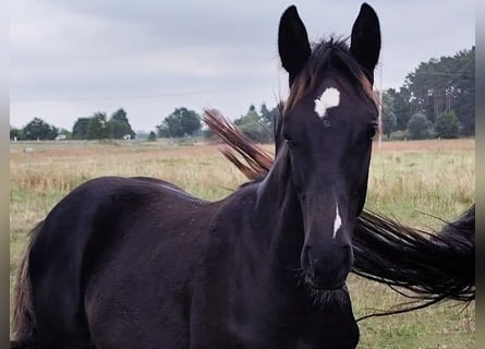 Hannoveraner, Hengst, Fohlen (03/2026), Rappe
