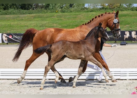 Hannoveraner, Hengst, , Rappe