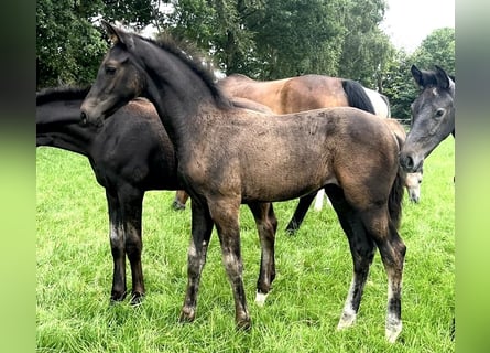 Hannoveraner, Hengst, Fohlen (04/2025), Schwarzbrauner