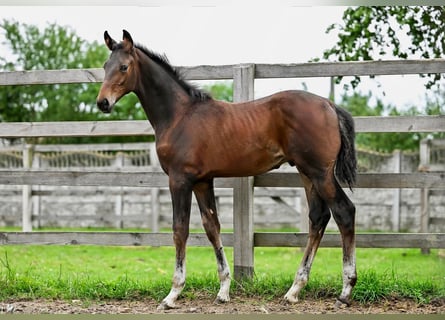 Hannoveraner, Hengst, Fohlen (04/2026), Schwarzbrauner
