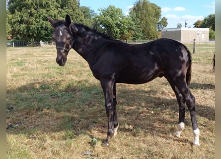 Hannoveraner, Hengst, Fohlen (04/2025), Schwarzbrauner