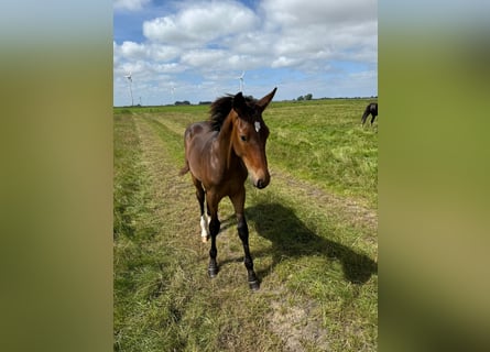 Hannoveraner, Hengst, Fohlen (03/2025)