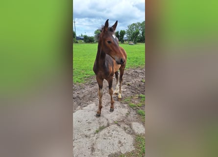 Hannoveraner, Hengst, Fohlen (03/2025)