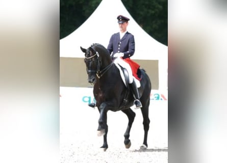 Hannoveraner, Hengst, 28 Jahre, 171 cm, Rappe