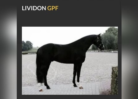 Hannoveraner, Hengst, 12 Jahre, 170 cm, Rappe