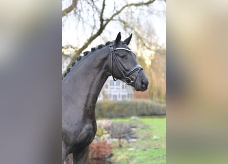 Hannoveraner, Hengst, 10 Jahre, 172 cm, Rappe