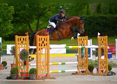Hannoveraner, Hengst, 11 Jahre, 173 cm