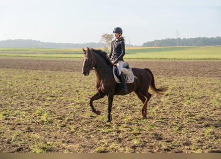 Hannoveraner, Stute, 10 Jahre, 164 cm, Dunkelfuchs