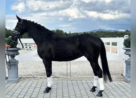 Hannoveraner, Stute, 10 Jahre, 164 cm, Rappe