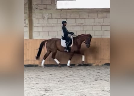 Hannoveraner, Stute, 10 Jahre, 165 cm, Dunkelfuchs