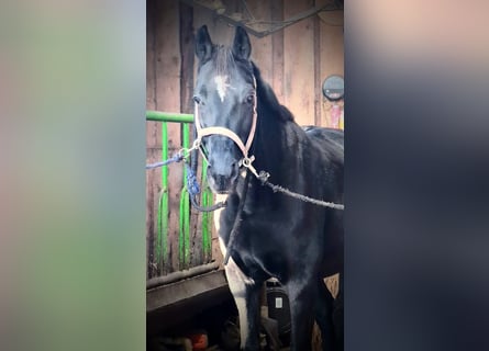 Hannoveraner, Stute, 10 Jahre, 166 cm, Rappe