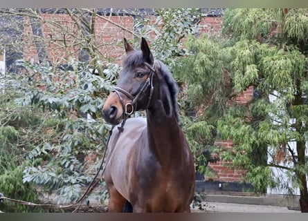 Hannoveraner, Stute, 10 Jahre, 167 cm, Dunkelbrauner