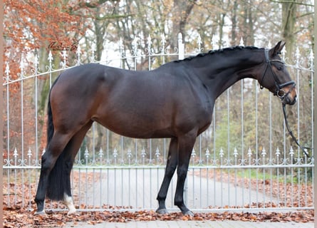 Hannoveraner, Stute, 10 Jahre, 167 cm, Schwarzbrauner