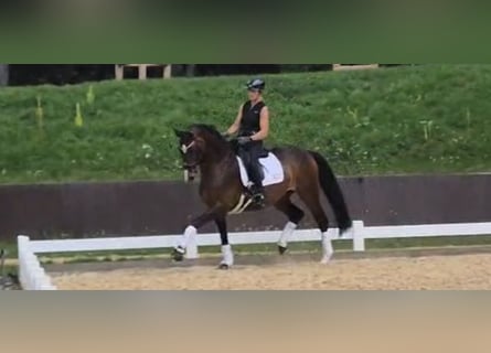 Hannoveraner, Stute, 10 Jahre, 168 cm, Brauner