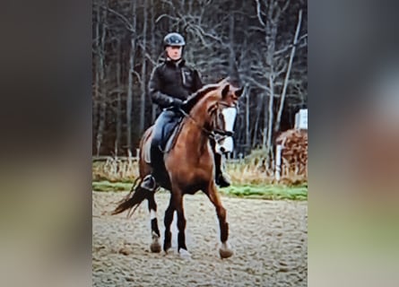 Hannoveraner, Stute, 10 Jahre, 168 cm, Fuchs