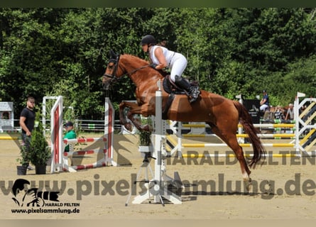 Hannoveraner, Stute, 10 Jahre, 168 cm, Fuchs