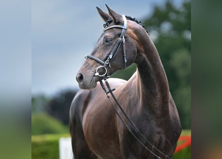 Hannoveraner, Stute, 10 Jahre, 169 cm, Dunkelbrauner