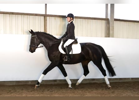 Hannoveraner, Stute, 10 Jahre, 169 cm, Dunkelbrauner