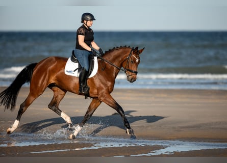 Hannoveraner, Stute, 10 Jahre, 170 cm, Brauner