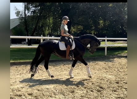 Hannoveraner, Stute, 10 Jahre, 172 cm, Rappe