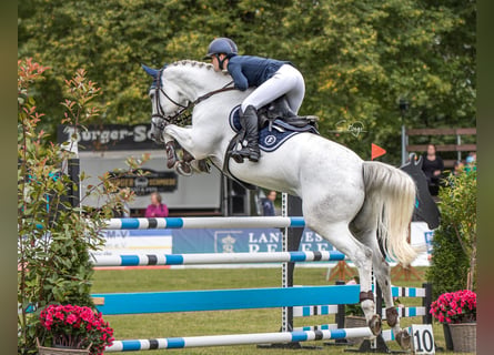 Hannoveraner, Stute, 10 Jahre, 172 cm, Schimmel