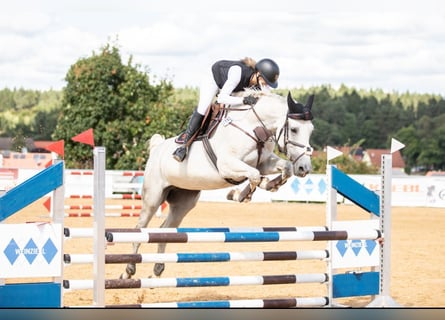 Hannoveraner, Stute, 10 Jahre, 174 cm, Schimmel