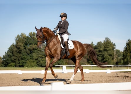 Hannoveraner, Stute, 10 Jahre, 175 cm, Fuchs