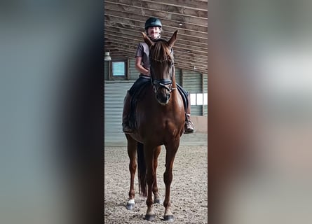 Hannoveraner, Stute, 11 Jahre, 165 cm, Dunkelfuchs