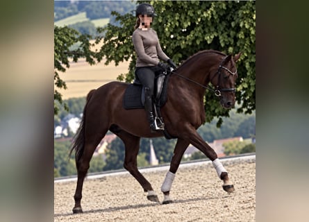 Hannoveraner, Stute, 11 Jahre, 165 cm, Dunkelfuchs