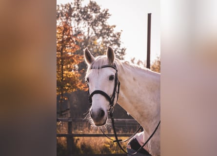 Hannoveraner, Stute, 11 Jahre, 165 cm, Schimmel