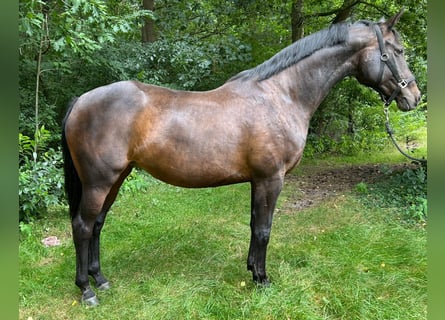 Hannoveraner, Stute, 11 Jahre, 166 cm, Dunkelbrauner