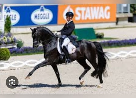 Hannoveraner, Stute, 11 Jahre, 167 cm, Fuchs