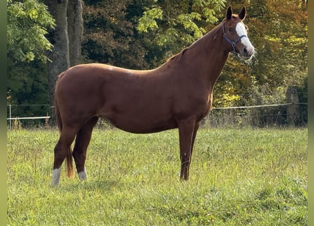 Hannoveraner, Stute, 11 Jahre, 167 cm, Fuchs